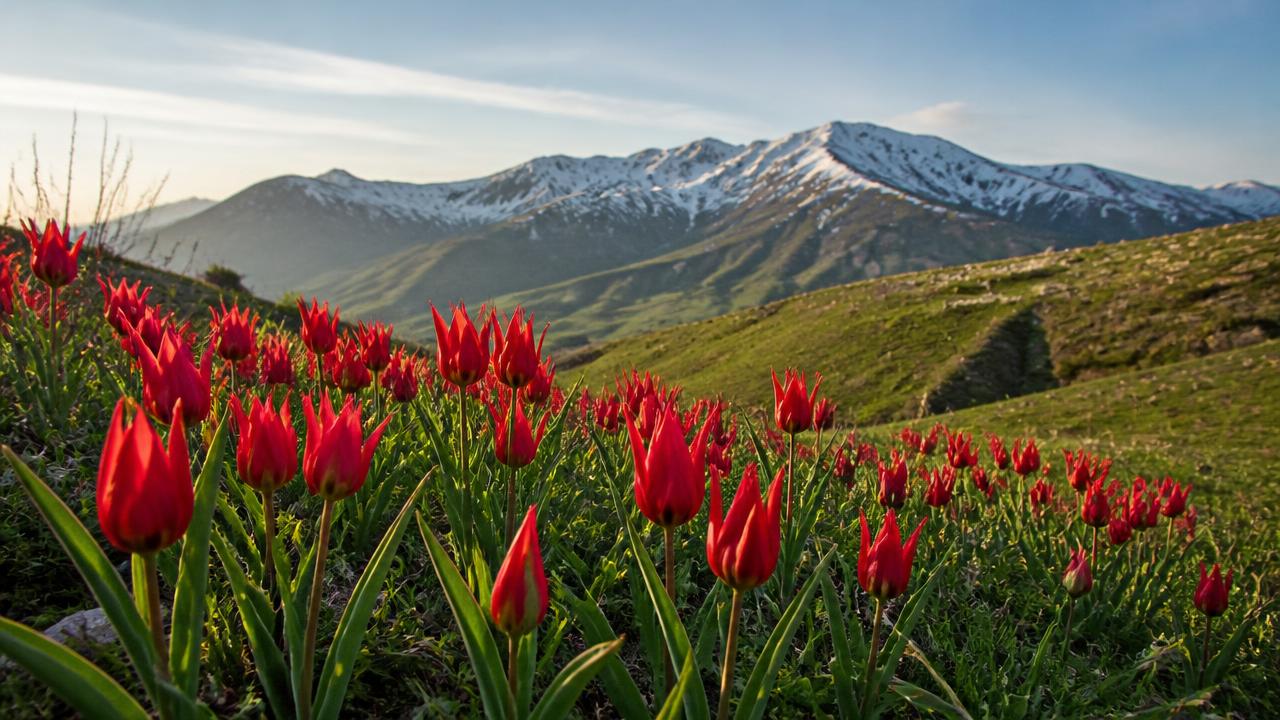 Scarlet wild tulips with pointed petals blooming across a green spring hillside in Uzbekistan with snow-streaked mountains behind.